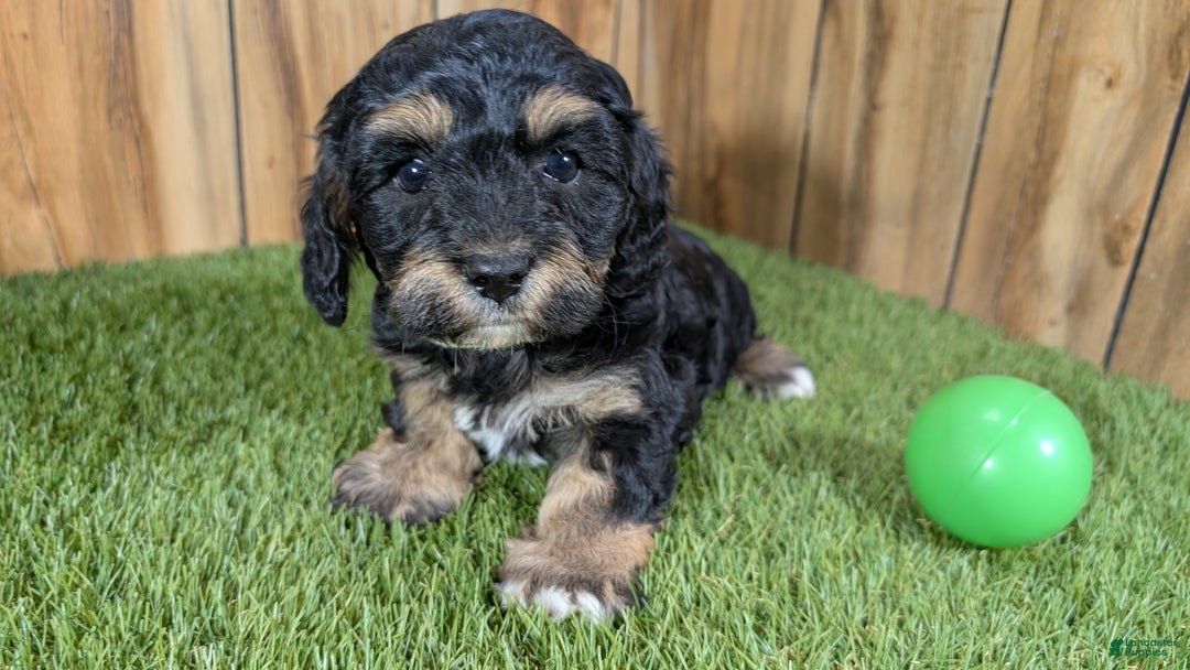 Cavapoo dogs for sale: Effie Boy 1 - Ad 1