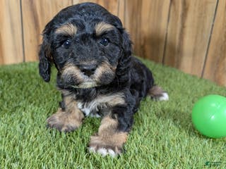 Cavapoo dogs Effie Boy 1 - Ad 22