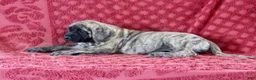 English Mastiff dogs for sale: Delila - Ad 2