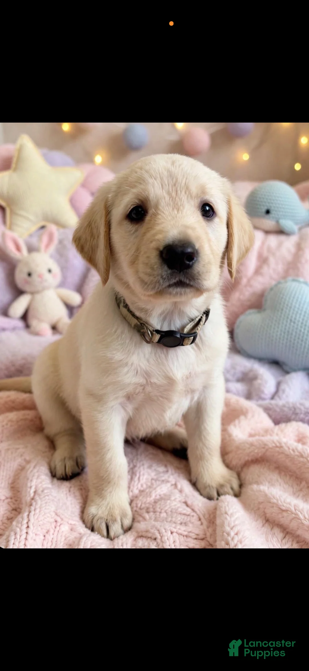 Goldador dogs for sale: Goldador 4 - Ad 1