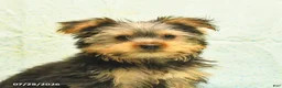 Yorkshire Terrier dogs for sale: Harold - Ad 2
