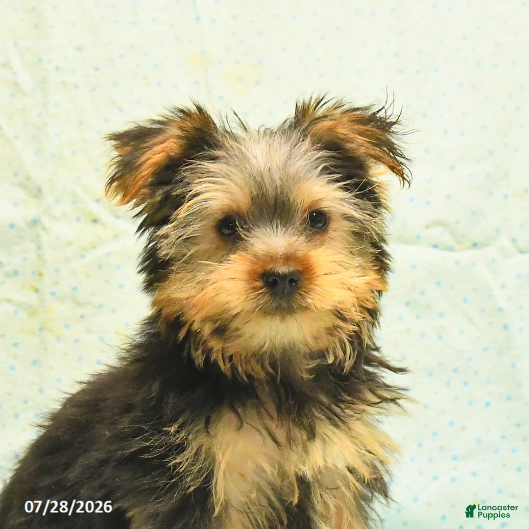 Yorkshire Terrier dogs for sale: Harold - Ad 2