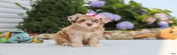 Havapoo dogs for sale: Chloe - Ad 6