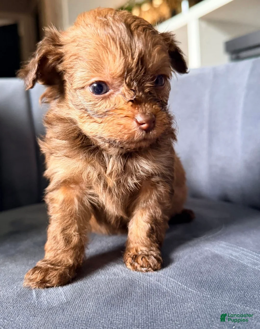 Pomapoo dogs for sale: Pomapoo 2 - Ad 1