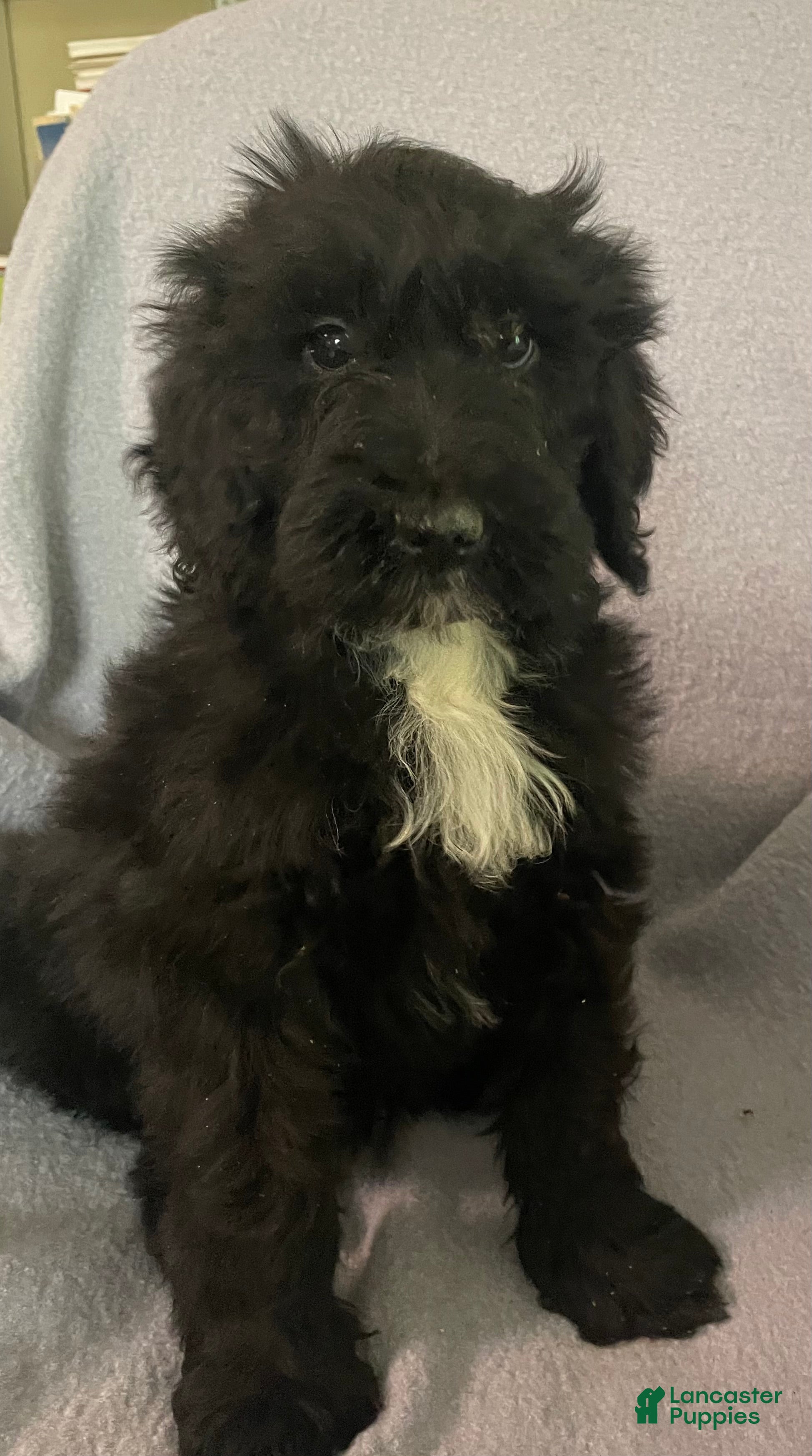 Bernedoodle dogs Barney - Ad 1