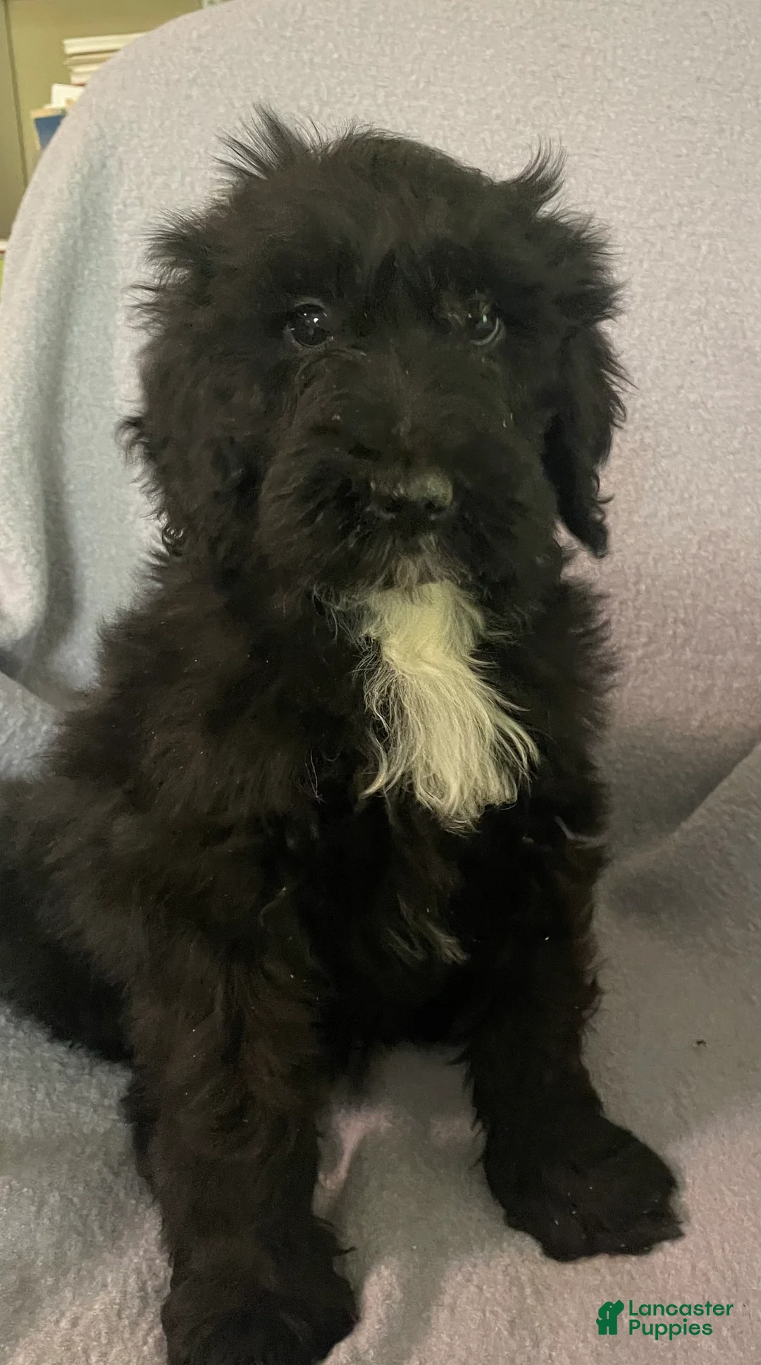 Bernedoodle dogs for sale: Barney - Ad 1