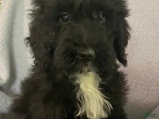 Bernedoodle dogs for sale: Barney - Ad 4