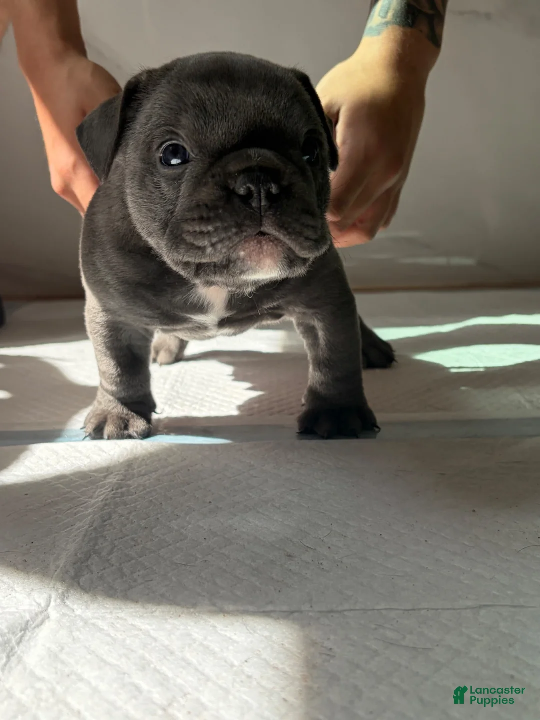 American Bulldog dogs for sale: American Bulldog 2 - Ad 1