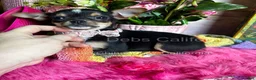 Chihuahua dogs for sale:  CITY GIRL  - Ad 4