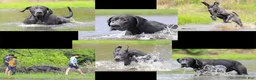 Great Dane dogs for sale: Theodora Stahltitan vom Bravohaus - Blue Euro Great Dane Girl - Ad 10