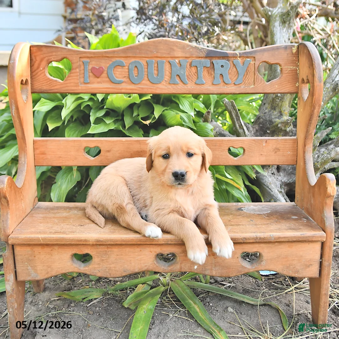 Golden Retriever dogs for sale: Baxter - Ad 2