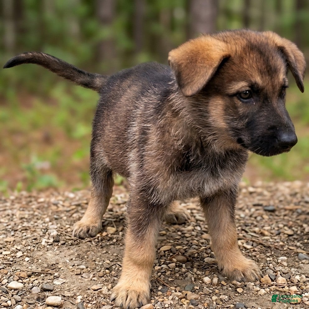 German Shepherd dogs German Shepherd Puppy 2 - Ad 37