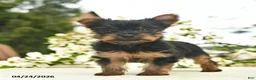 Yorkshire Terrier dogs for sale: Murtle  - Ad 3