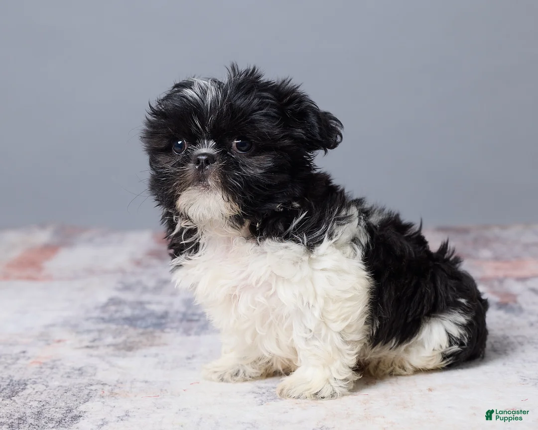Shih Tzu dogs for sale: River - Ad 2