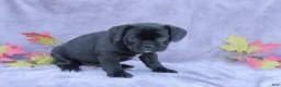 Mixed Breed dogs for sale: Zoe - Ad 3