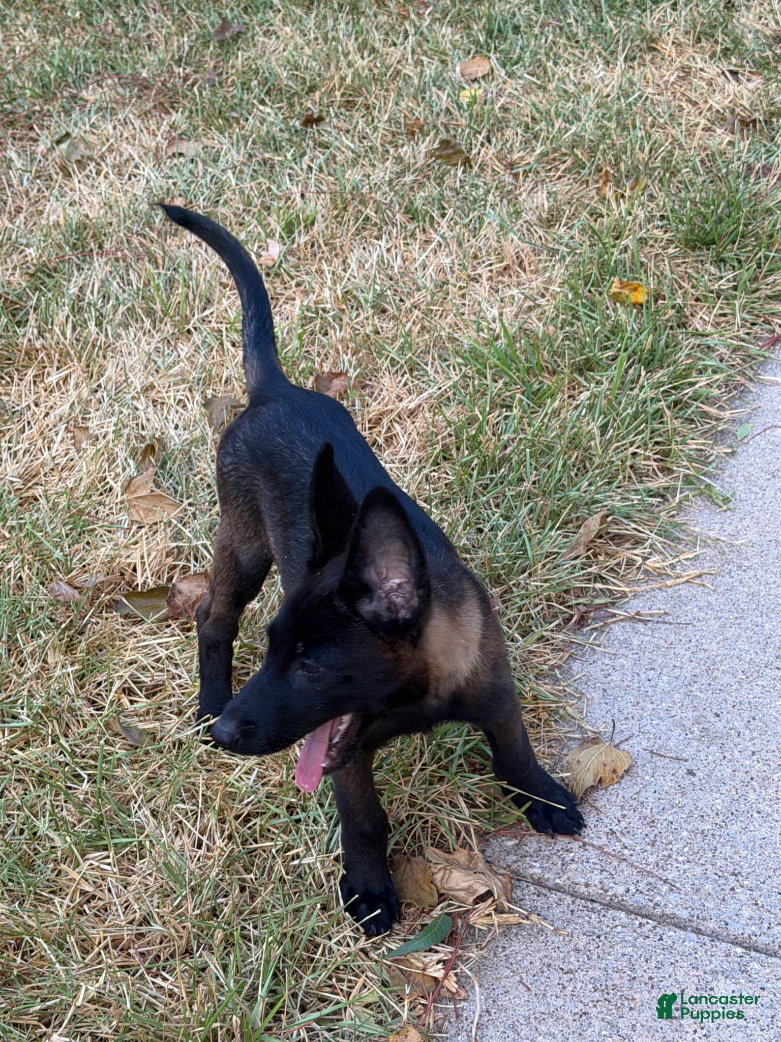 Belgian Malinois dogs for sale: Belgian Malinois 4 - Ad 3
