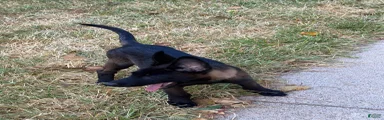 Belgian Malinois 4