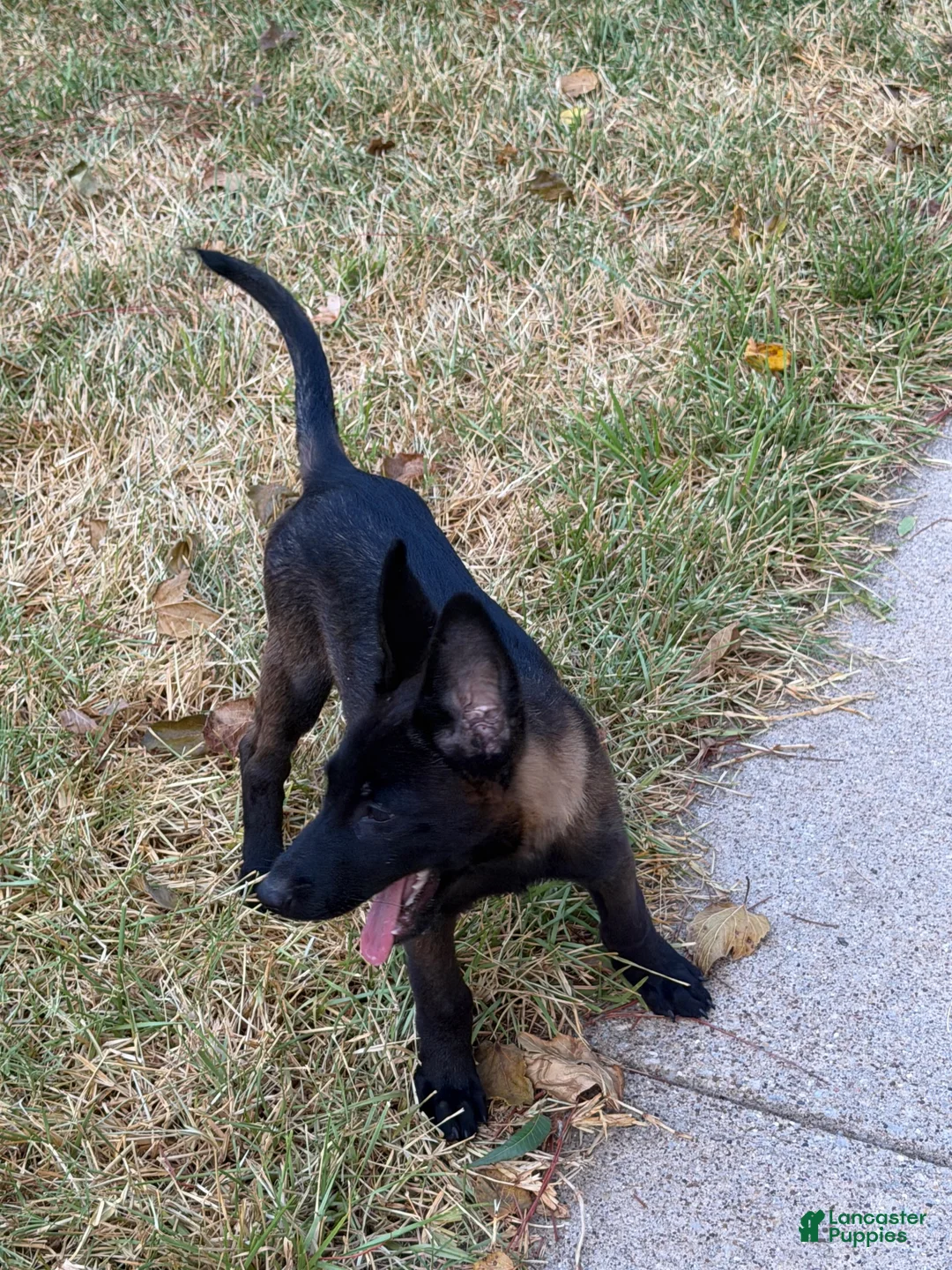 Belgian Malinois dogs for sale: Belgian Malinois 4 - Ad 1