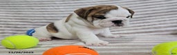 English Bulldog dogs for sale: Delilah - Ad 8