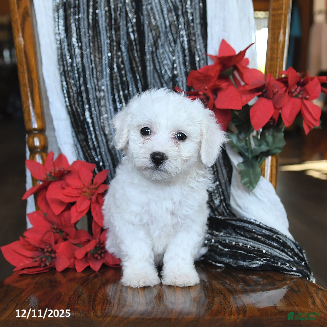 Bichon Frise dogs for sale: Diamond - Ad 3
