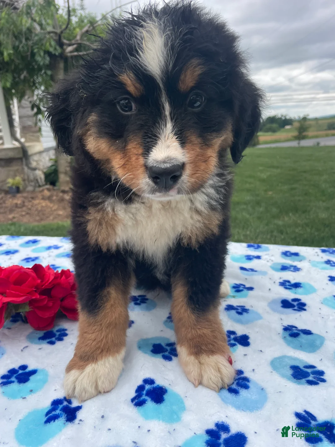 Bernese Mountain Dog dogs for sale: Yeti - Ad 2