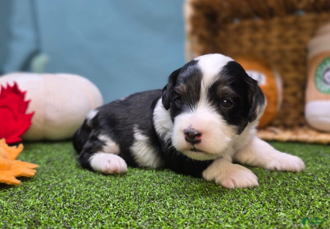 Mini Bernedoodle dogs for sale: Theo - Ad 3