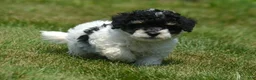 Bernedoodle dogs for sale: Betty Bernedoodle 4 - Ad 3