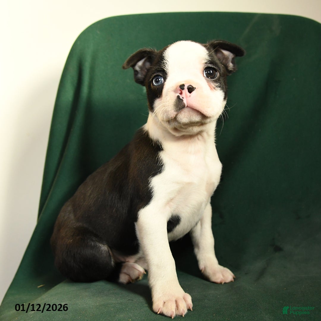 Boston Terrier dogs for sale: Fiona - Ad 4