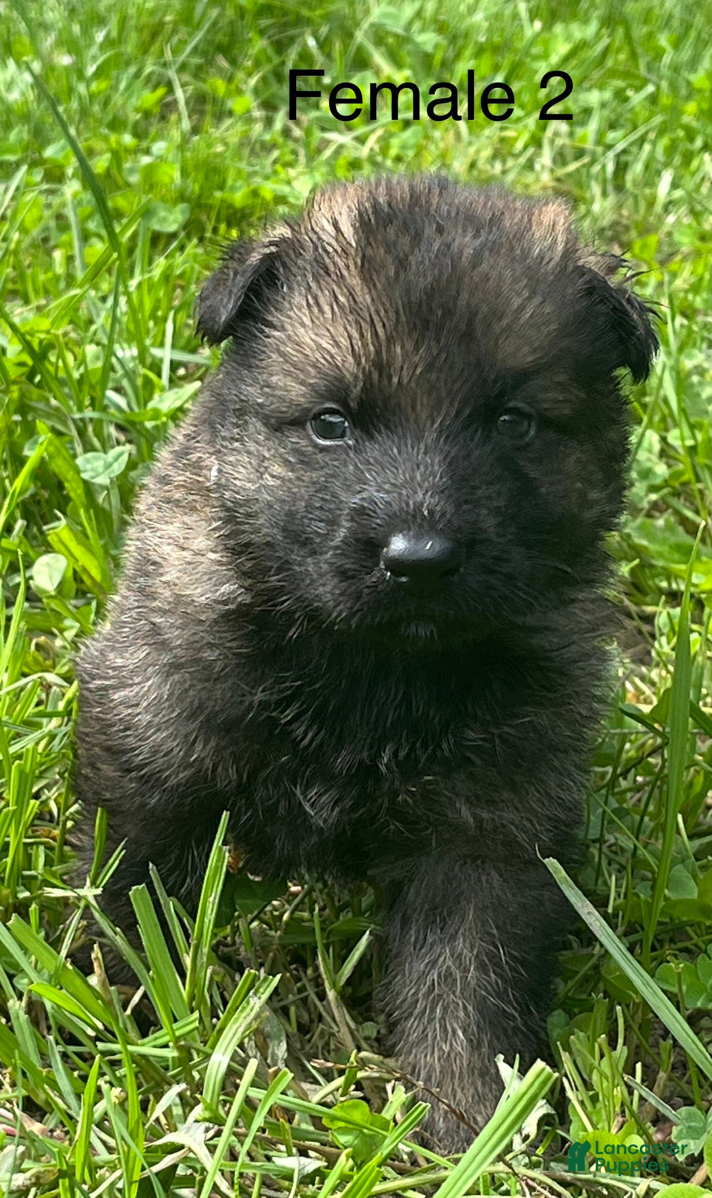 German Shepherd dogs German Shepherd 2 - Ad 1