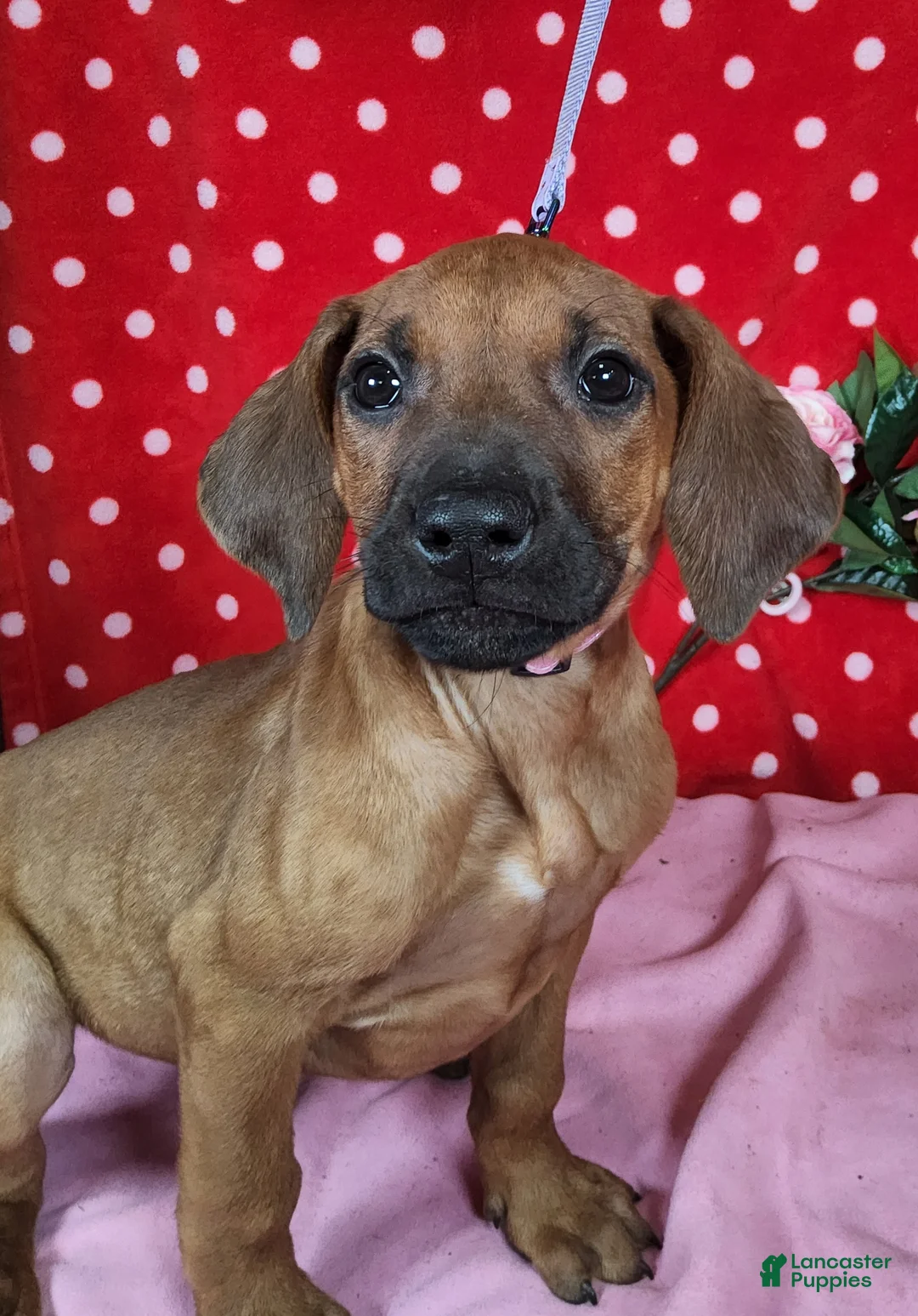 Rhodesian Ridgeback dogs for sale: Cloe - Ad 1