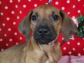 Rhodesian Ridgeback dogs Cloe - Ad 38