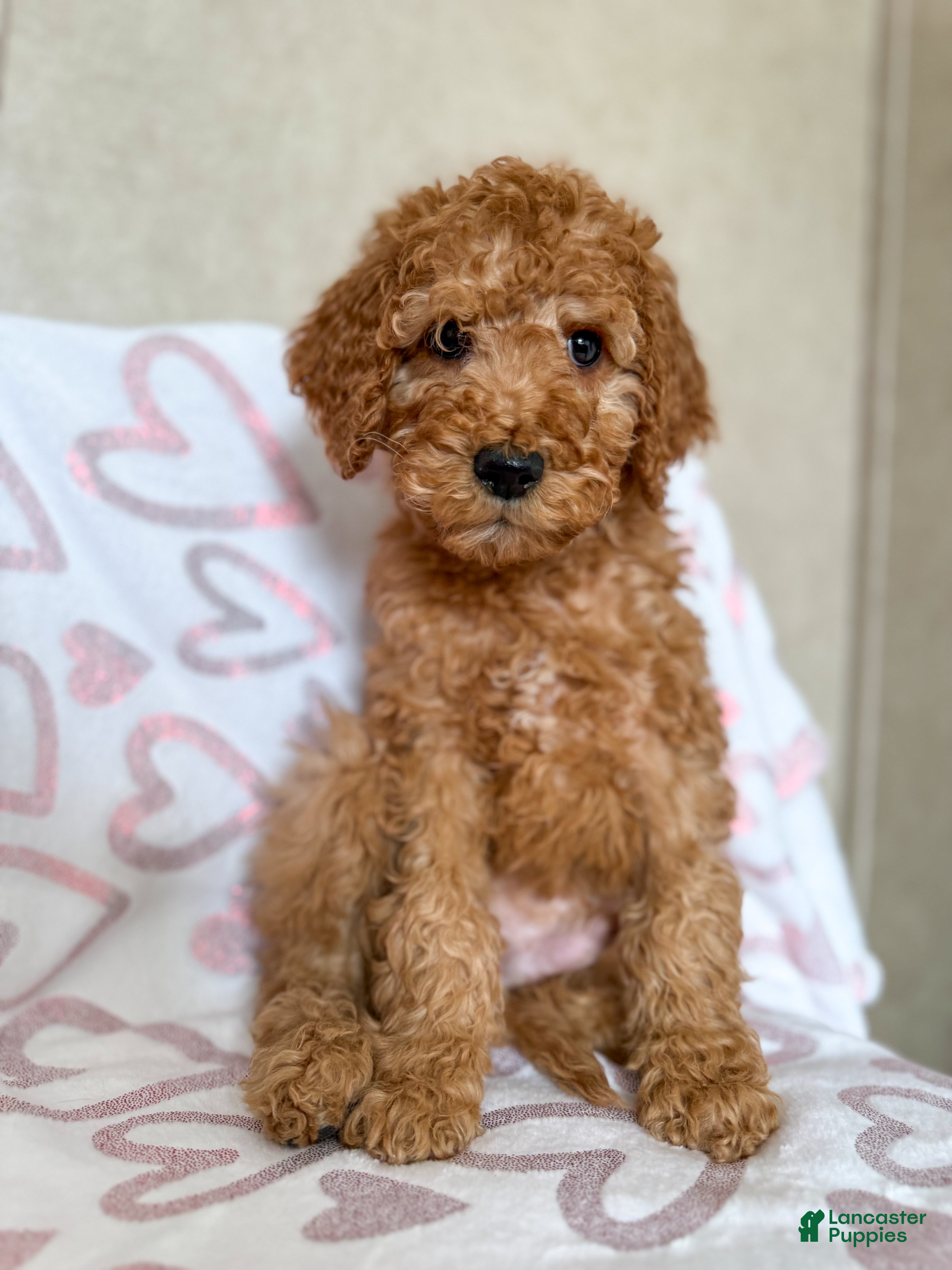 Goldendoodle dogs Grinch  - Ad 40