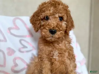 Goldendoodle dogs Grinch - Ad 40