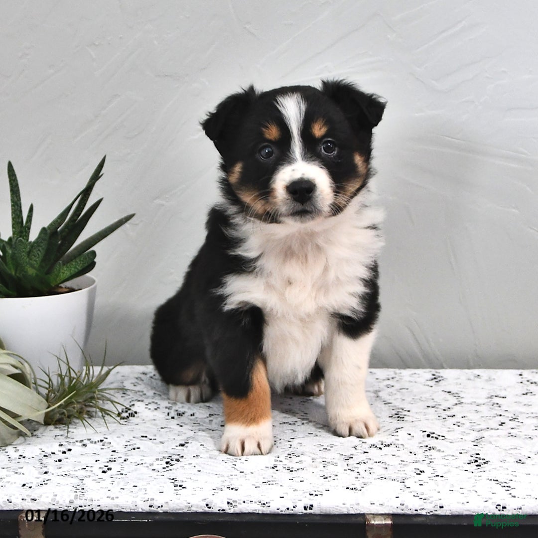 Australian Shepherd dogs for sale: Jolene - Ad 1