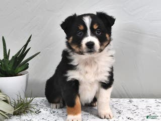 Australian Shepherd dogs Jolene - Ad 17