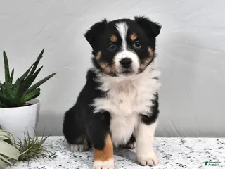 Australian Shepherd dogs Jolene - Ad 25