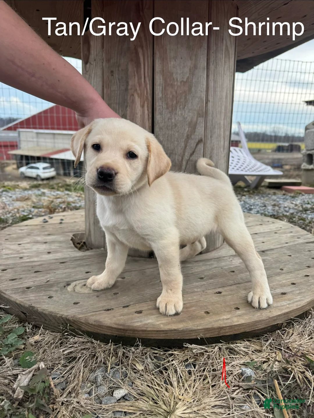 Labrador Retriever dogs for sale: Shrimp- Tan collar  - Ad 1