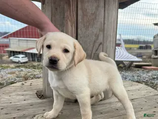 Labrador Retriever dogs Shrimp- Tan collar - Ad 16