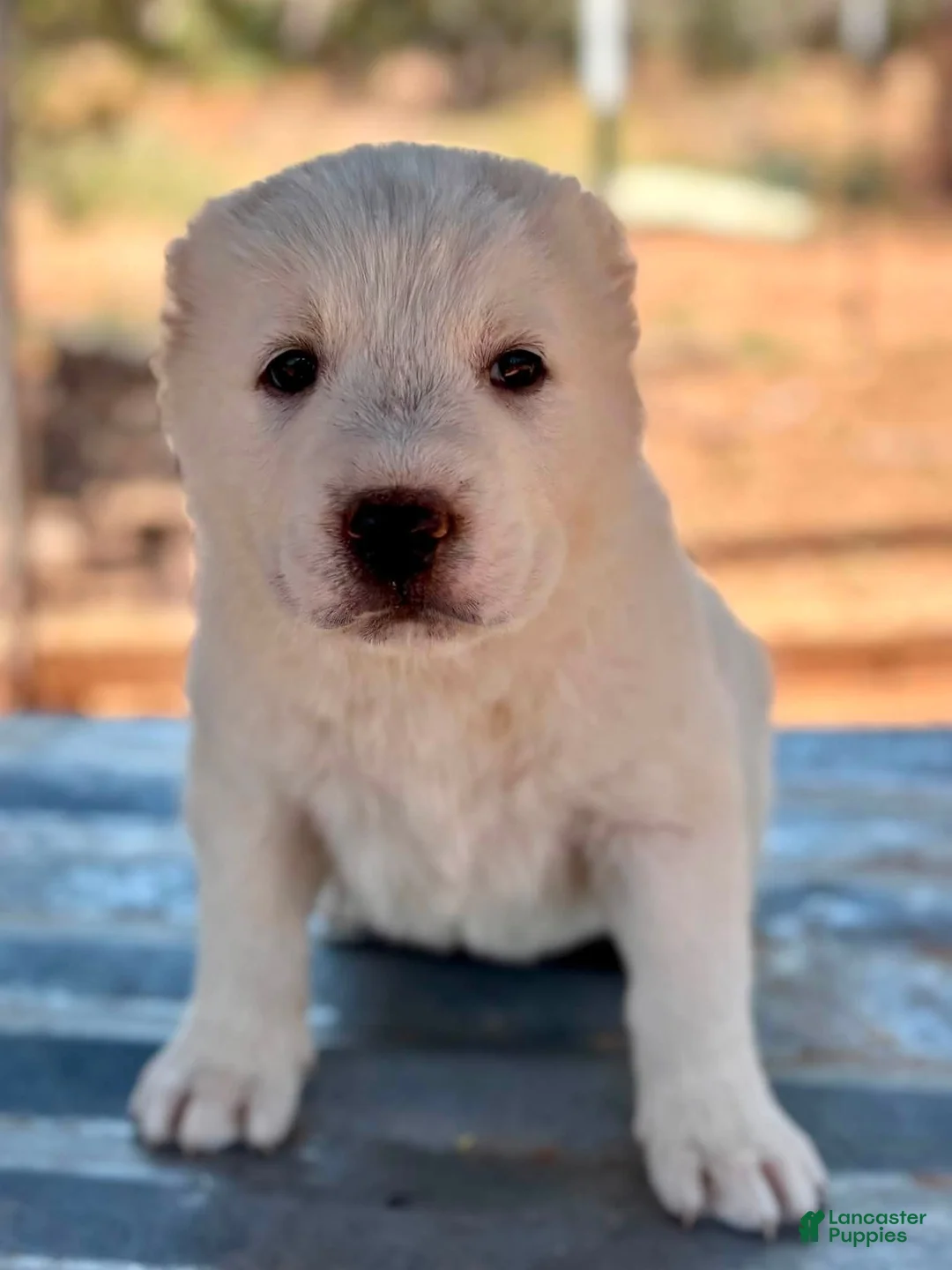 Central Asian Shepherd dogs for sale: Nauz - Ad 1