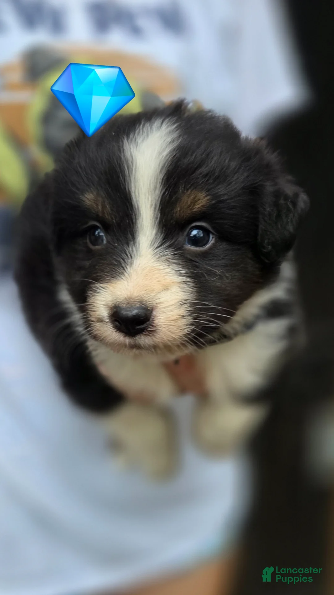 Australian Shepherd dogs for sale: Australian Shepherd Puppy 6 - Ad 1