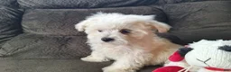 Maltese dogs for sale: Snowball - Ad 3