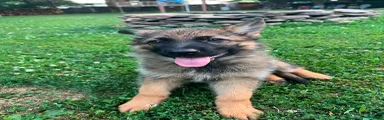 German Shepherd 1