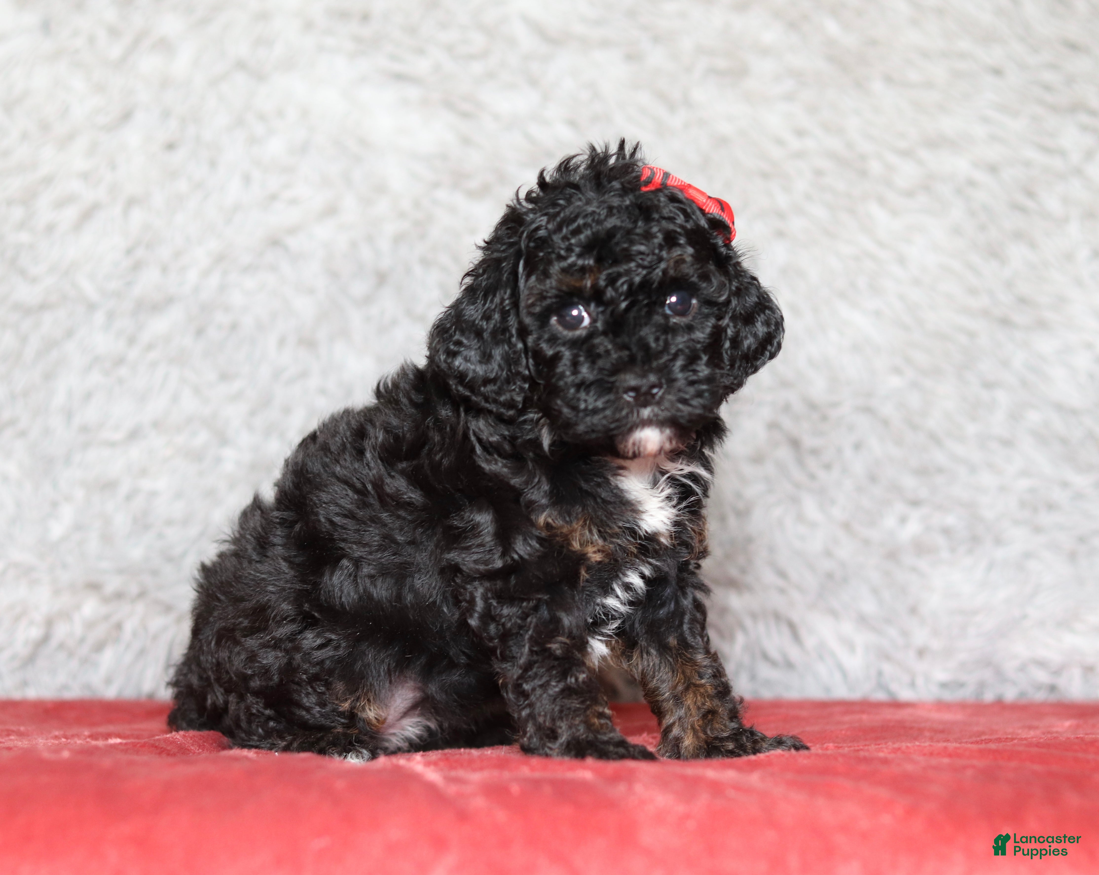 Mixed Breed dogs Ember - Ad 2