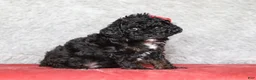 Mixed Breed dogs for sale: Ember - Ad 2