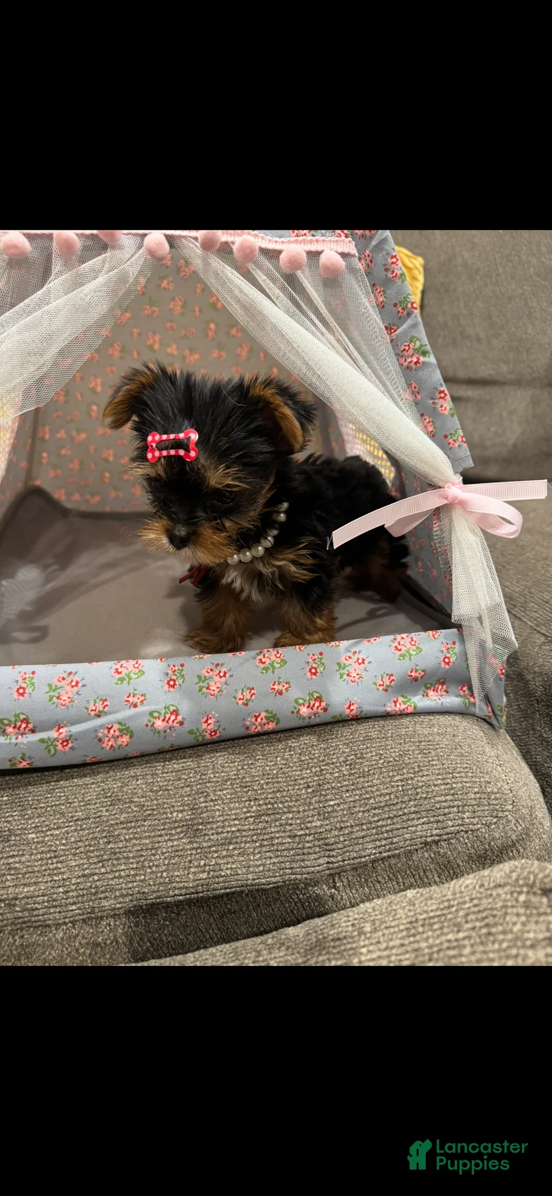 Yorkshire Terrier dogs for sale: Yorkshire Terrier 2 - Ad 1