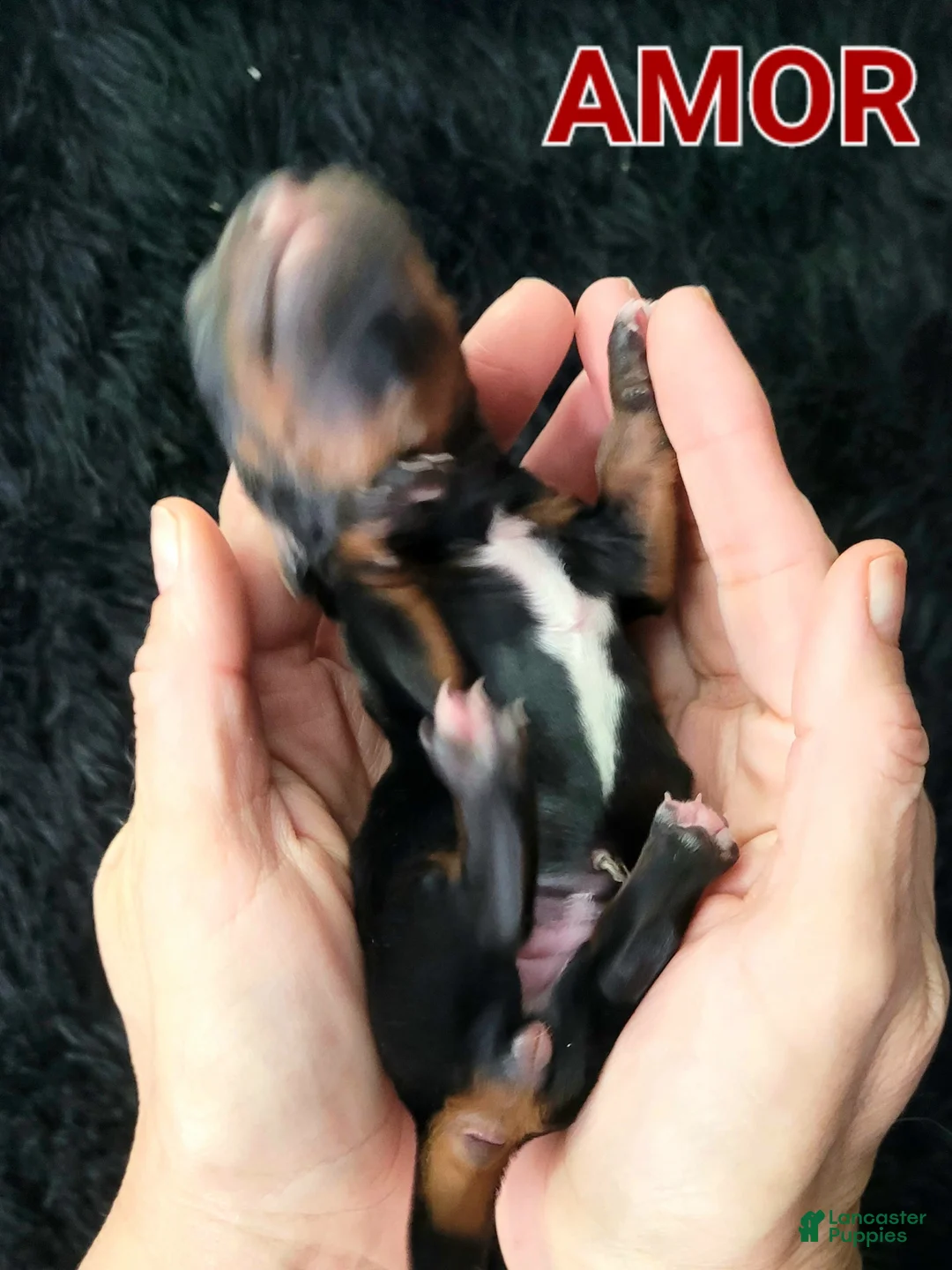 Miniature Dachshund dogs for sale: Amor - Ad 9