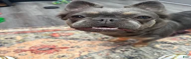French Bulldog 1