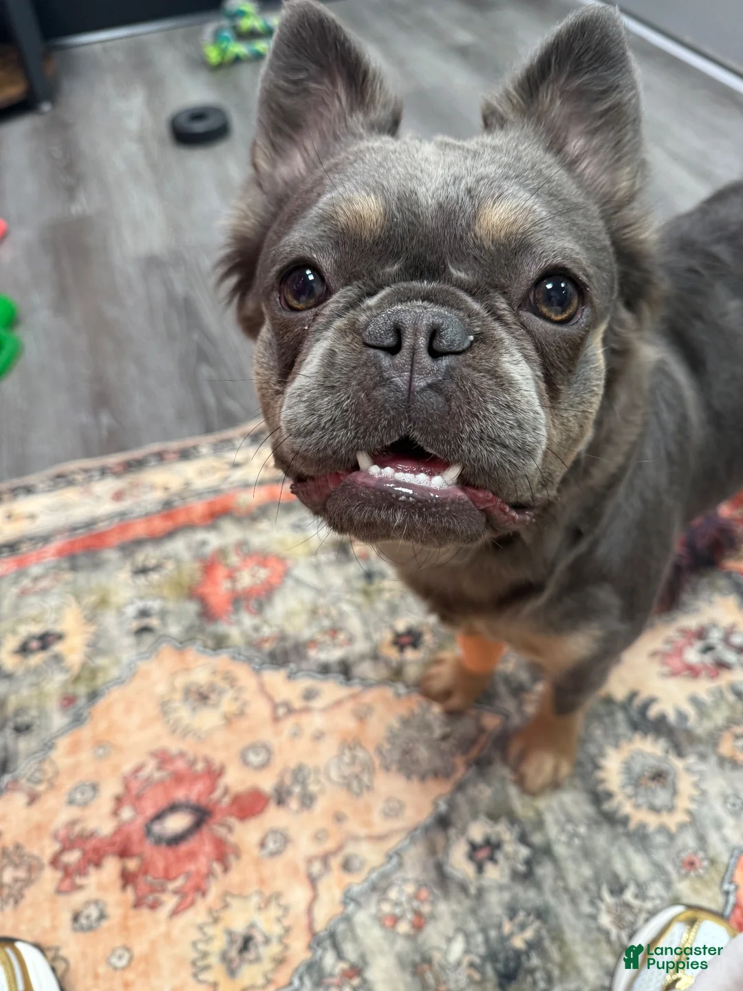 French Bulldog dogs for sale: French Bulldog 1 - Ad 1