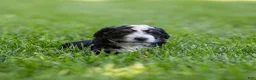 Bernedoodle dogs for sale: Brooks Bernedoodle Puppy  - Ad 4