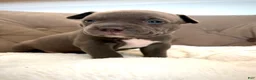 American Bully dogs for sale: Willow - XL American Bully Puppy  - Ad 11